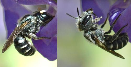 Réf. 239 861 : Osmia caerulescens